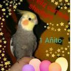 feliz cumple shiva :D